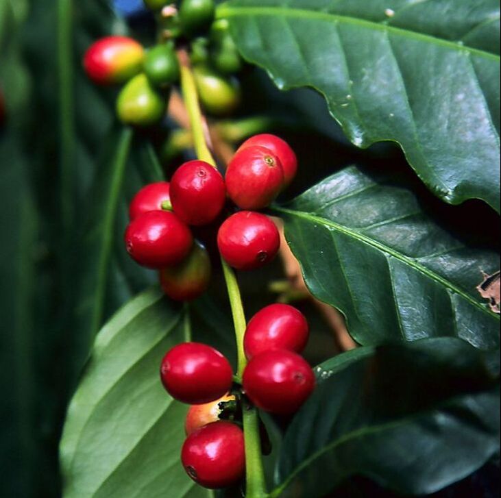 COFFEE INDONESIA COCOA INDONESIA PT. INFINITY GLOBAL EXPORT